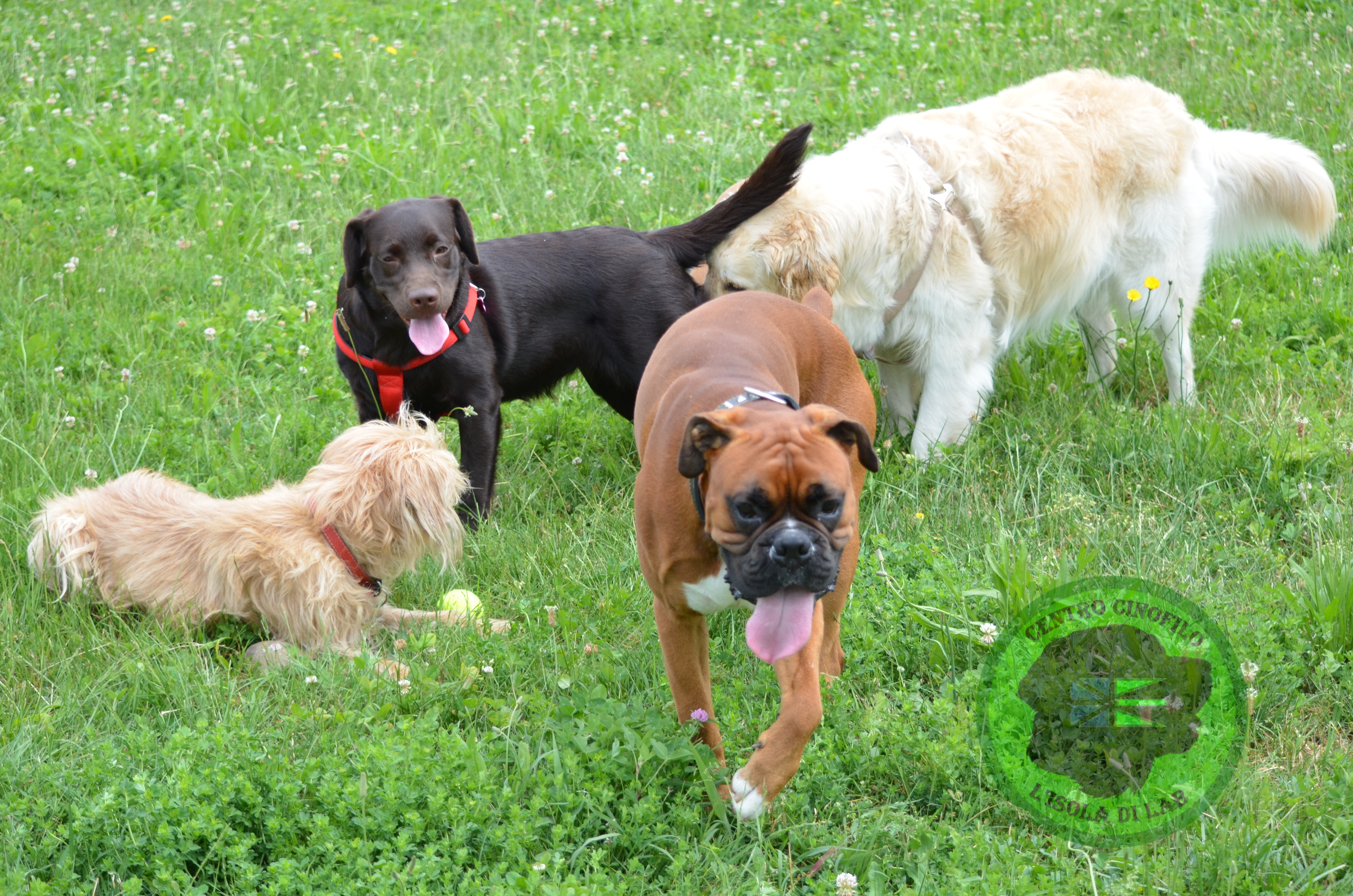 Asilo Diurno per Cani e Pensione