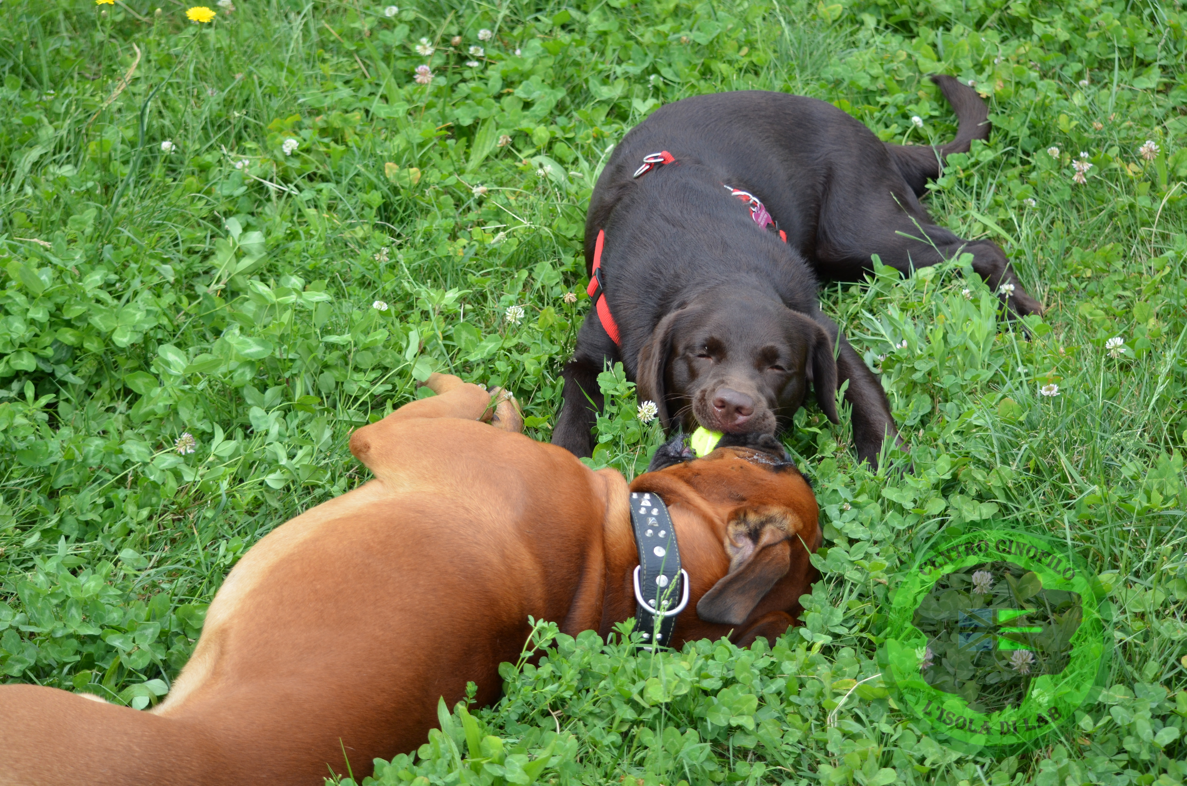 Asilo Diurno e Pensione per Cani