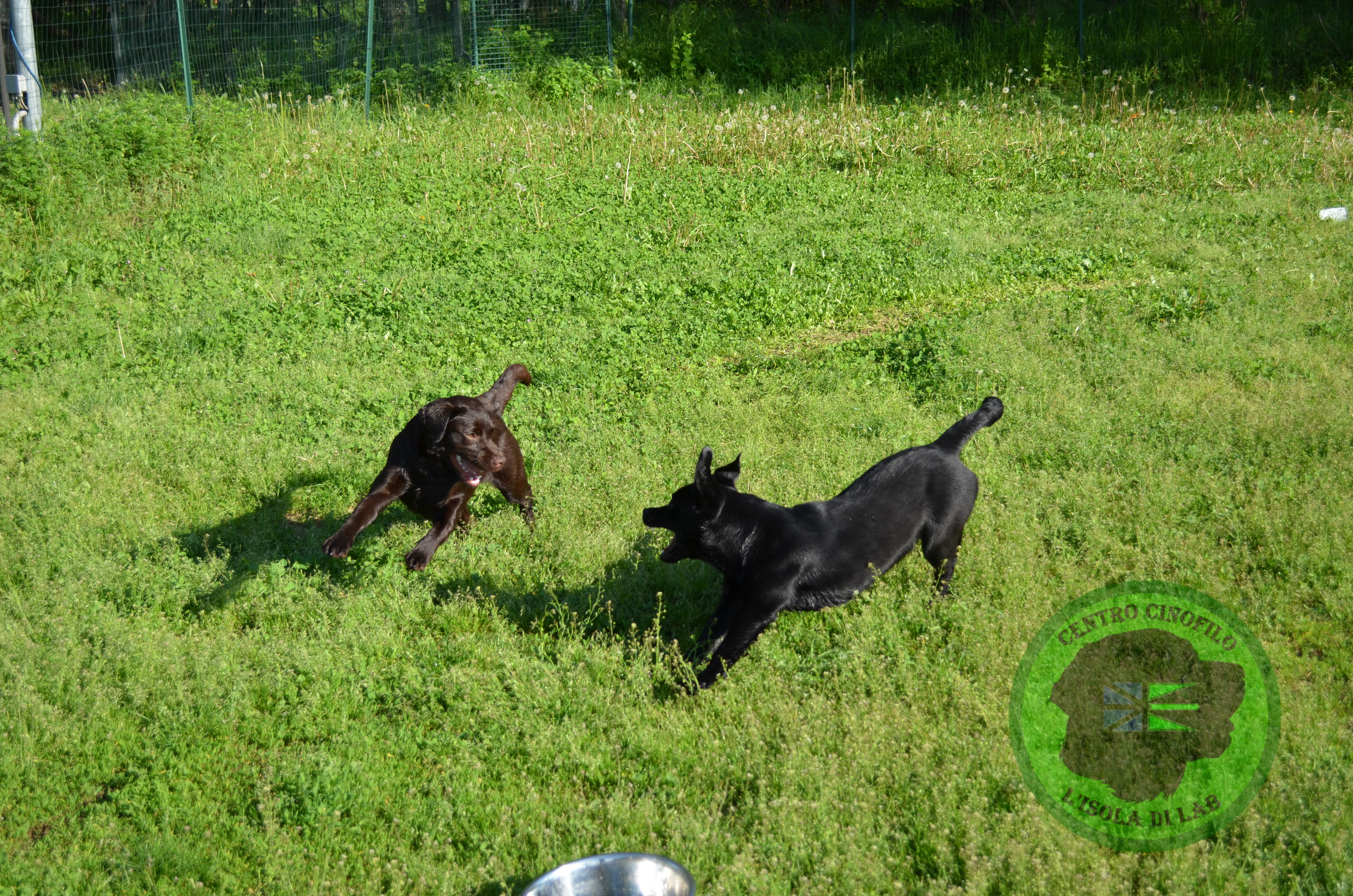 Puppy Class