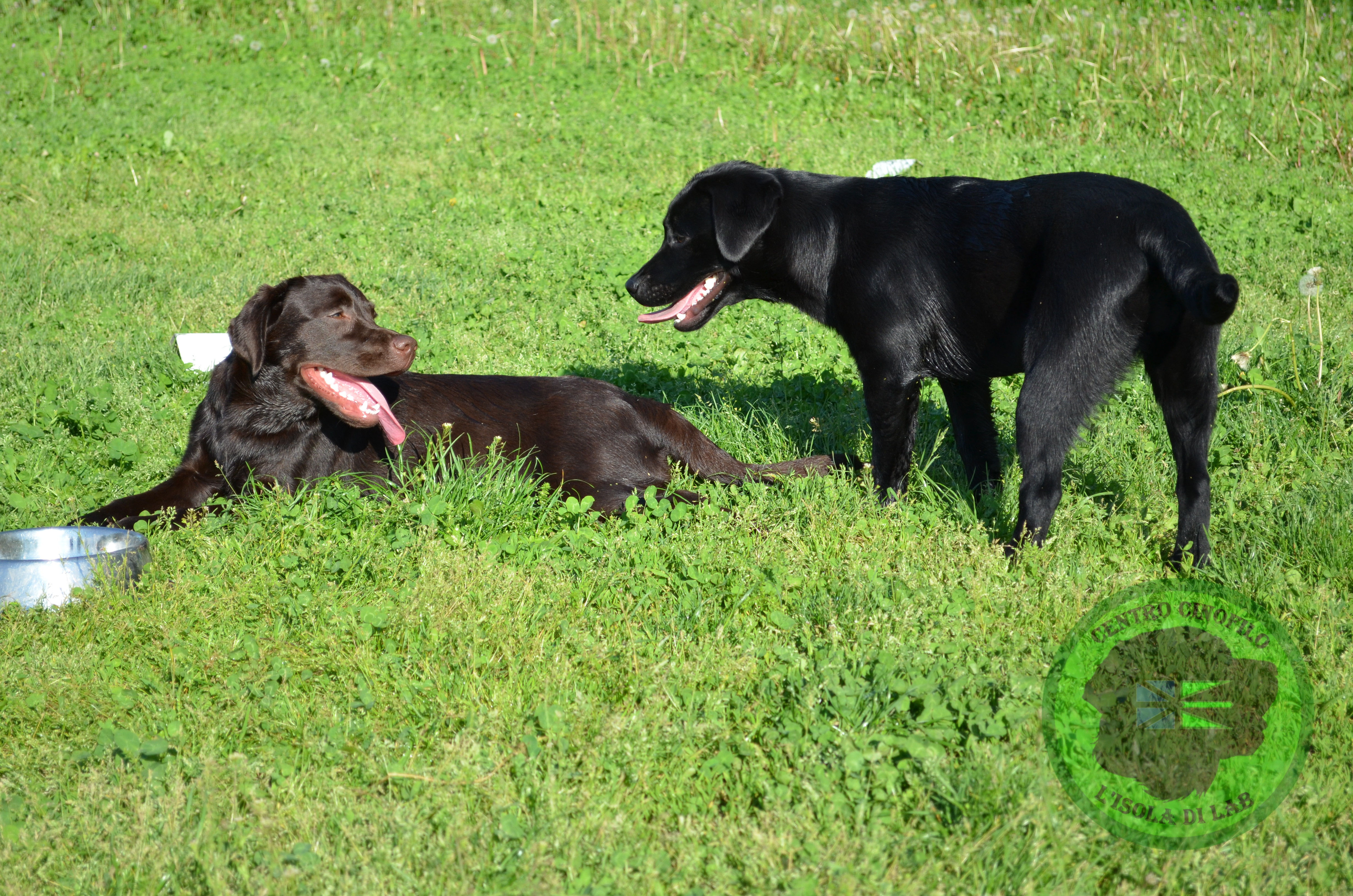 Puppy Class